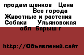 продам щенков › Цена ­ 15 000 - Все города Животные и растения » Собаки   . Ульяновская обл.,Барыш г.